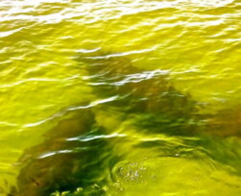 Manatees Have Come Back to the Manatee River and Bays | Captain's