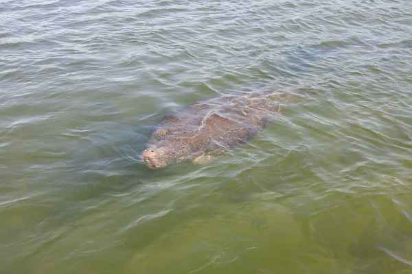 2 hour Marine Wildlife Tour