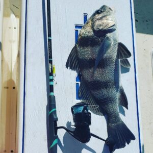 Toadfish Spinning Rod Review (Top 3 Pros & Cons) 