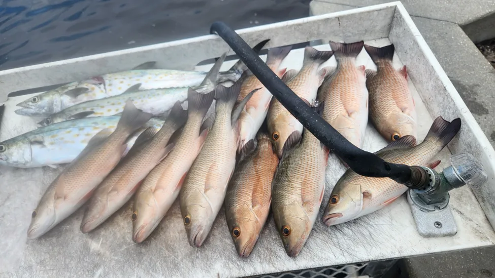 What to Expect on a Tampa Bay Fishing Charter (From the Wheelhouse