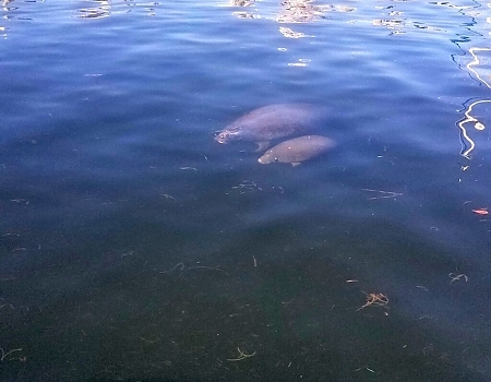 Five Oclock Charlie Boat Tours Gets Some Visitors